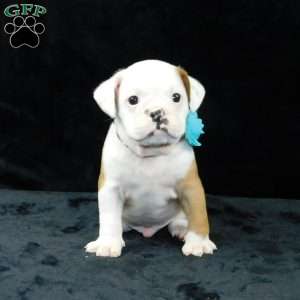 Bruno, Miniature Bulldog Puppy